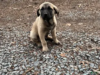 Anatolian Shepherd dogs for sale: Beorn - Ad 1