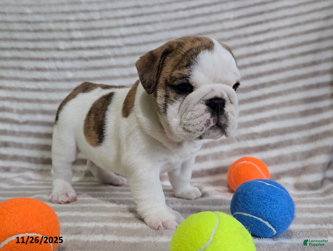 English Bulldog dogs for sale: Delilah - Ad 3