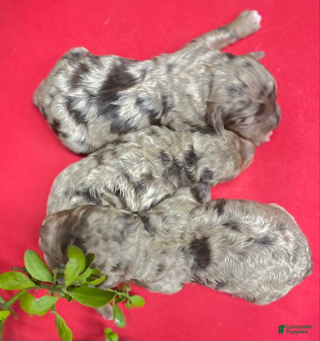 Cockapoo dogs for sale: Cockapoo Puppy 5 - Ad 2