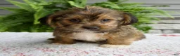 Shorkie dogs for sale: Silas - Ad 5
