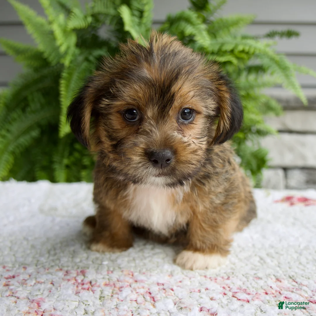 Shorkie dogs for sale: Silas - Ad 5