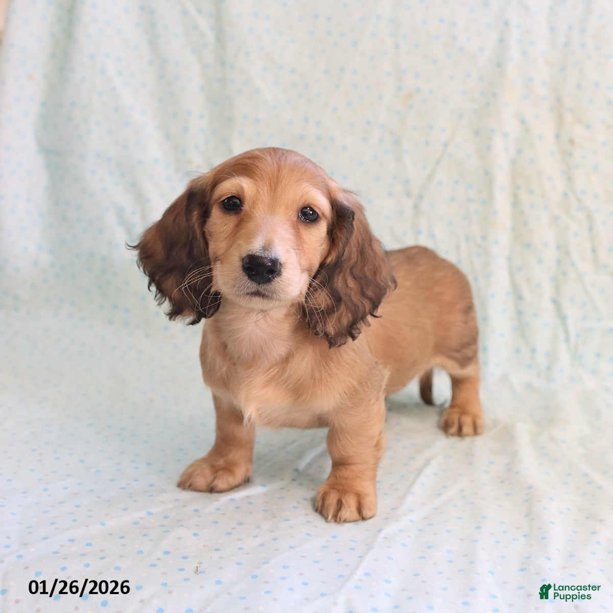 Miniature Dachshund dogs Jill - Ad 5