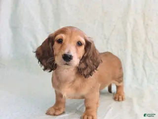 Miniature Dachshund dogs Jill - Ad 12