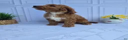 Mini Goldendoodle dogs for sale: Mini Goldendoodle 6 - Ad 1