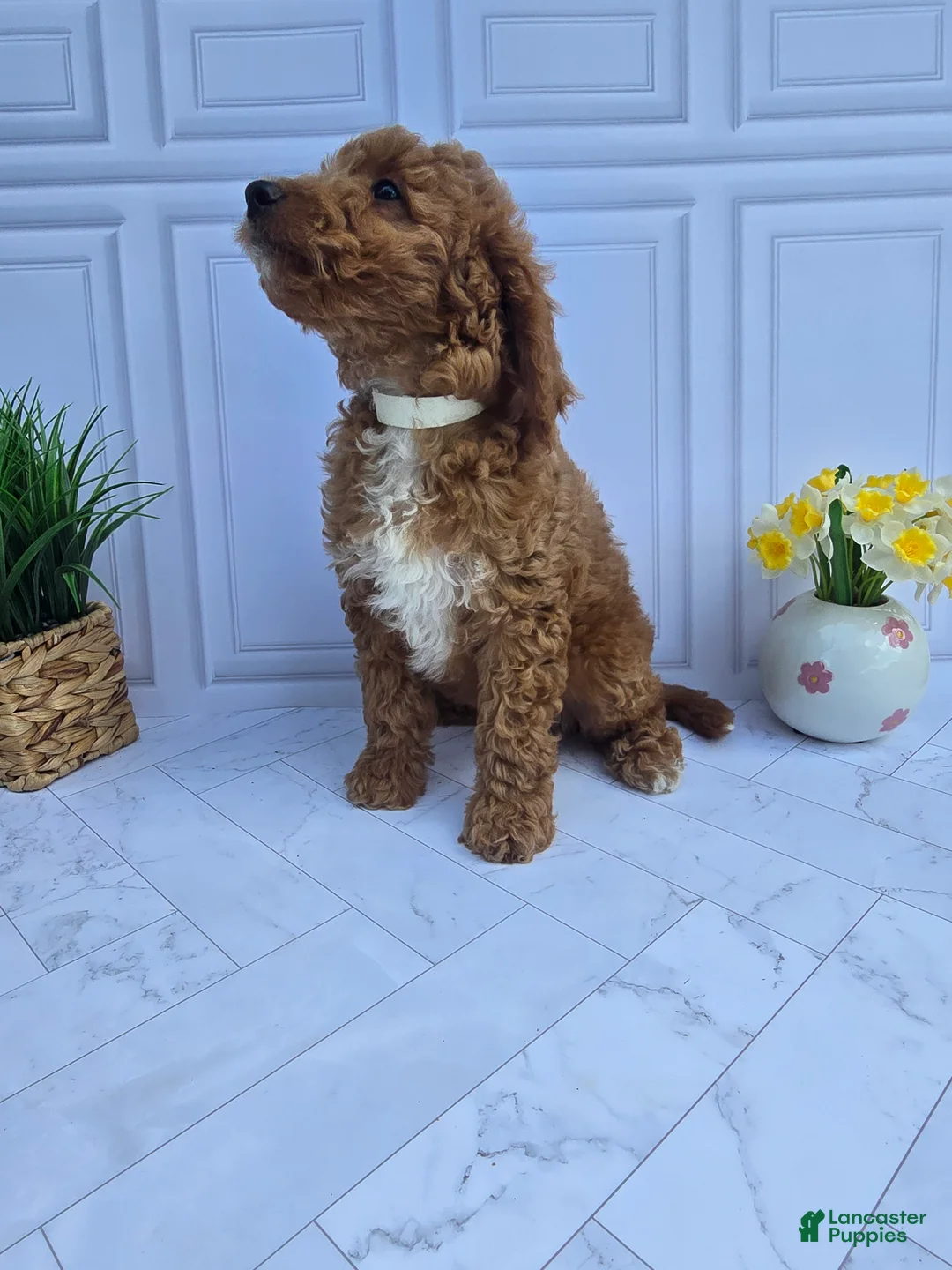 Mini Goldendoodle dogs for sale: Mini Goldendoodle 6 - Ad 1
