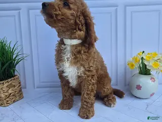 Mini Goldendoodle dogs for sale: Mini Goldendoodle 6 - Ad 1