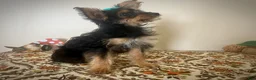 Morkie dogs for sale: Morkie 1 - Ad 4