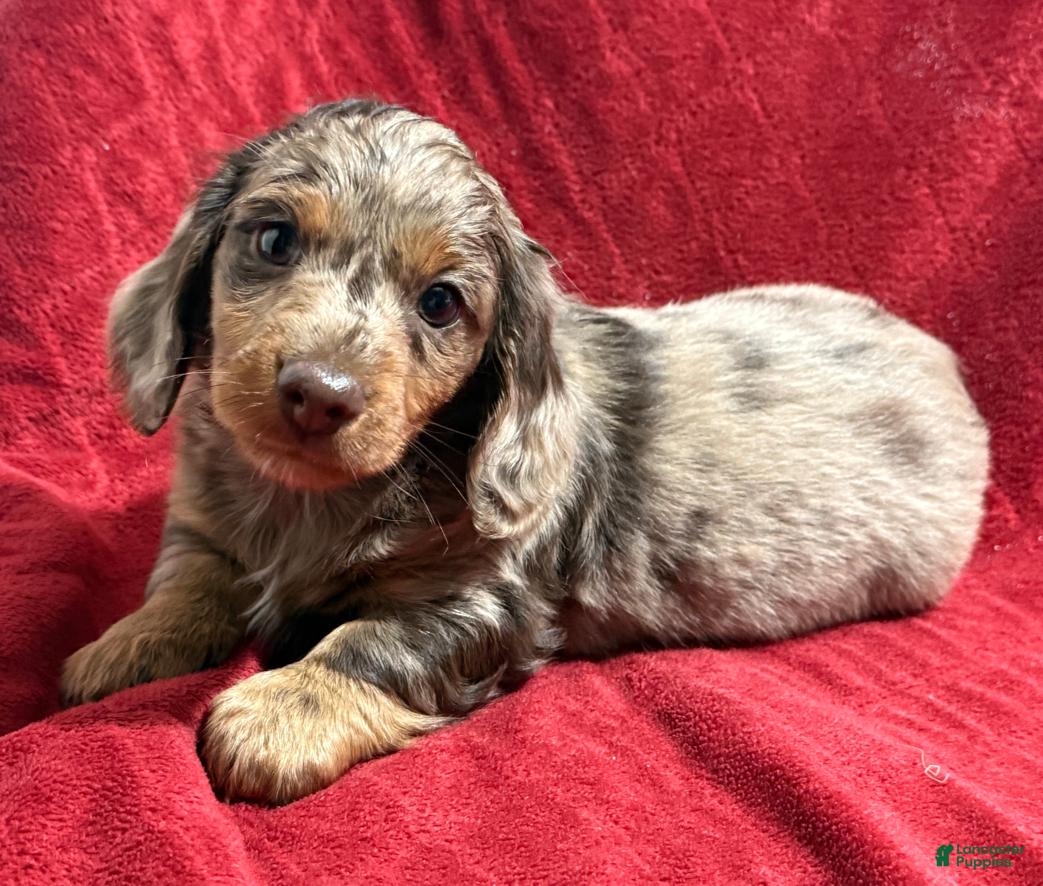 Miniature Dachshund dogs Miniature Dachshund Puppy Johnny - Ad 40