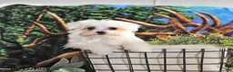 Maltese dogs for sale: Valentine EXTRA SMALL - Ad 3