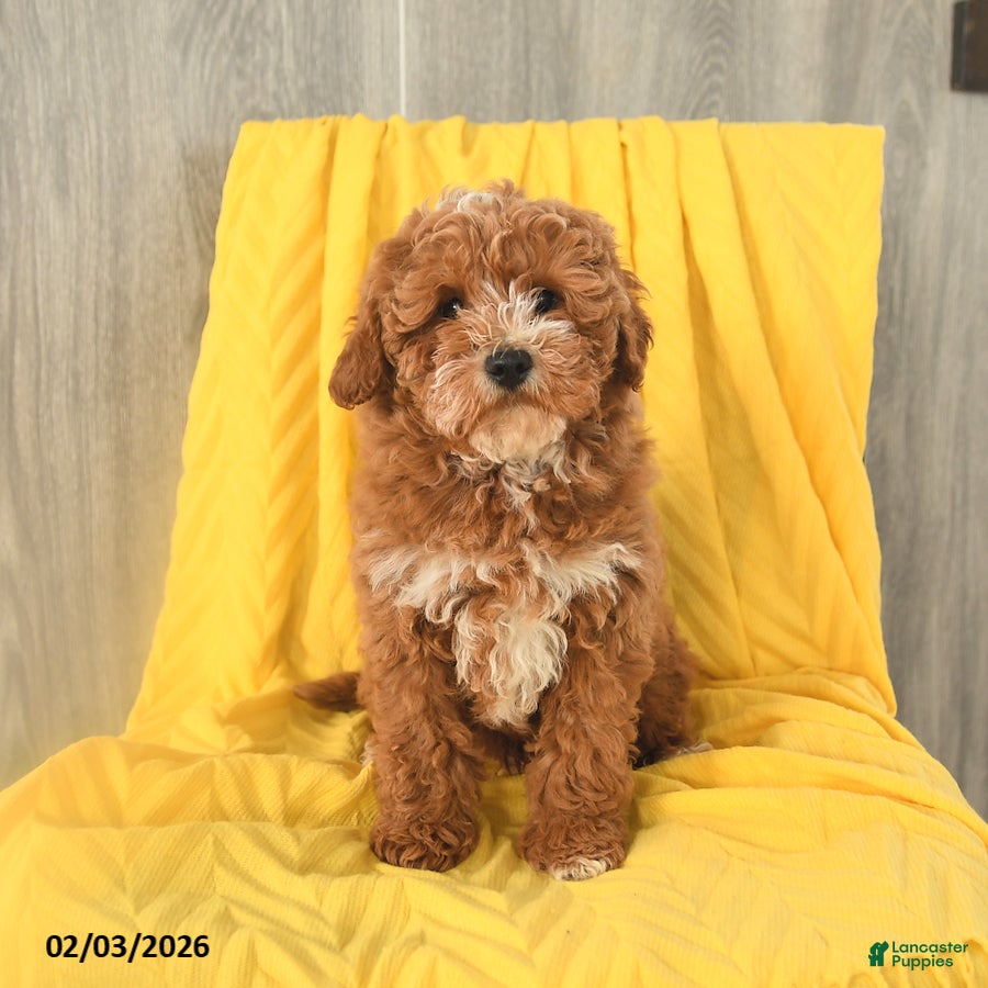 Miniature Poodle dogs Teddy - Ad 2