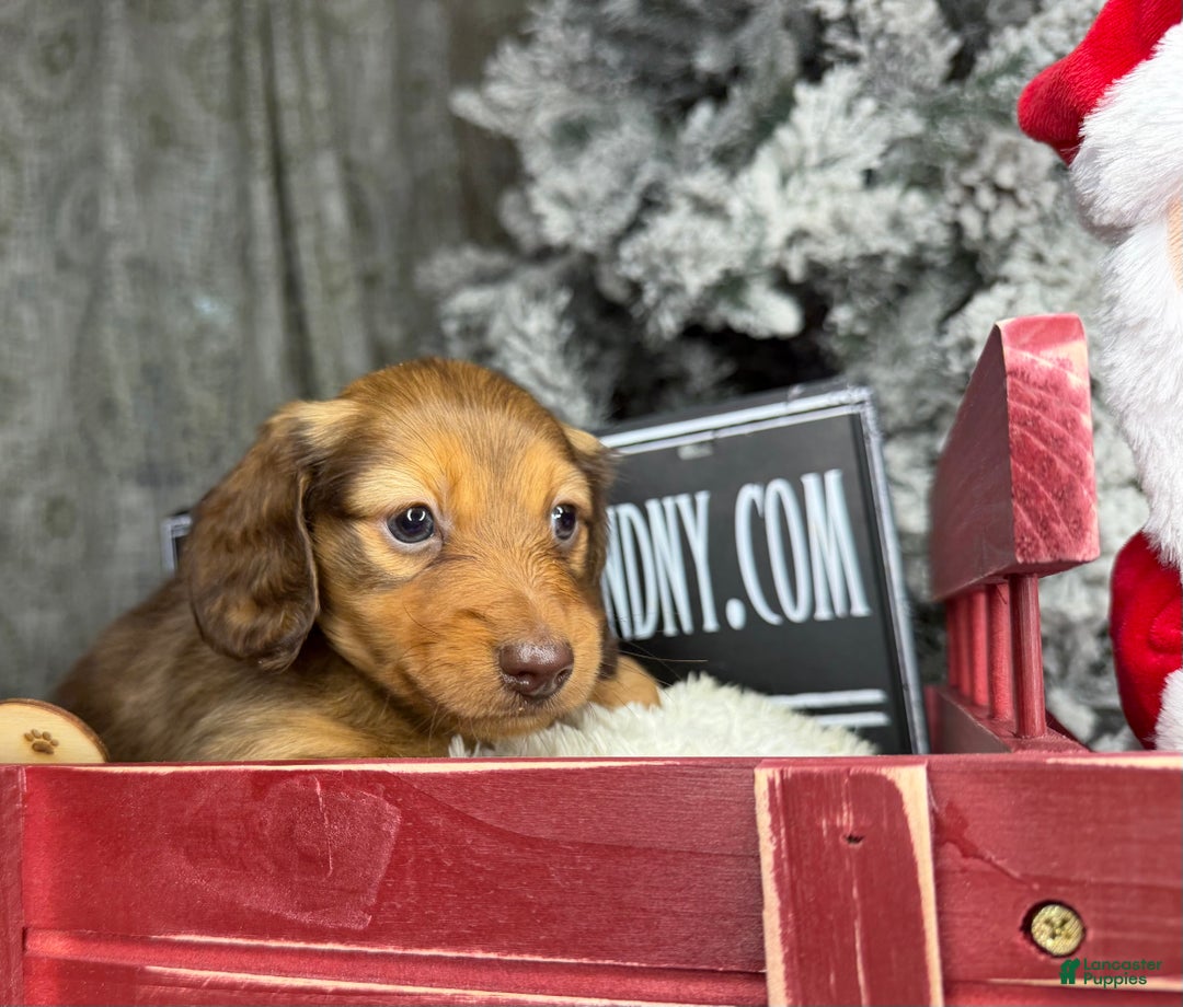 Miniature Dachshund dogs for sale: Green eyes- South african - Ad 15