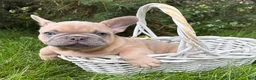 French Bulldog dogs for sale: Cruz - Ad 3
