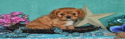 Cavalier King Charles Spaniel dogs for sale: Kenzo - Ad 4