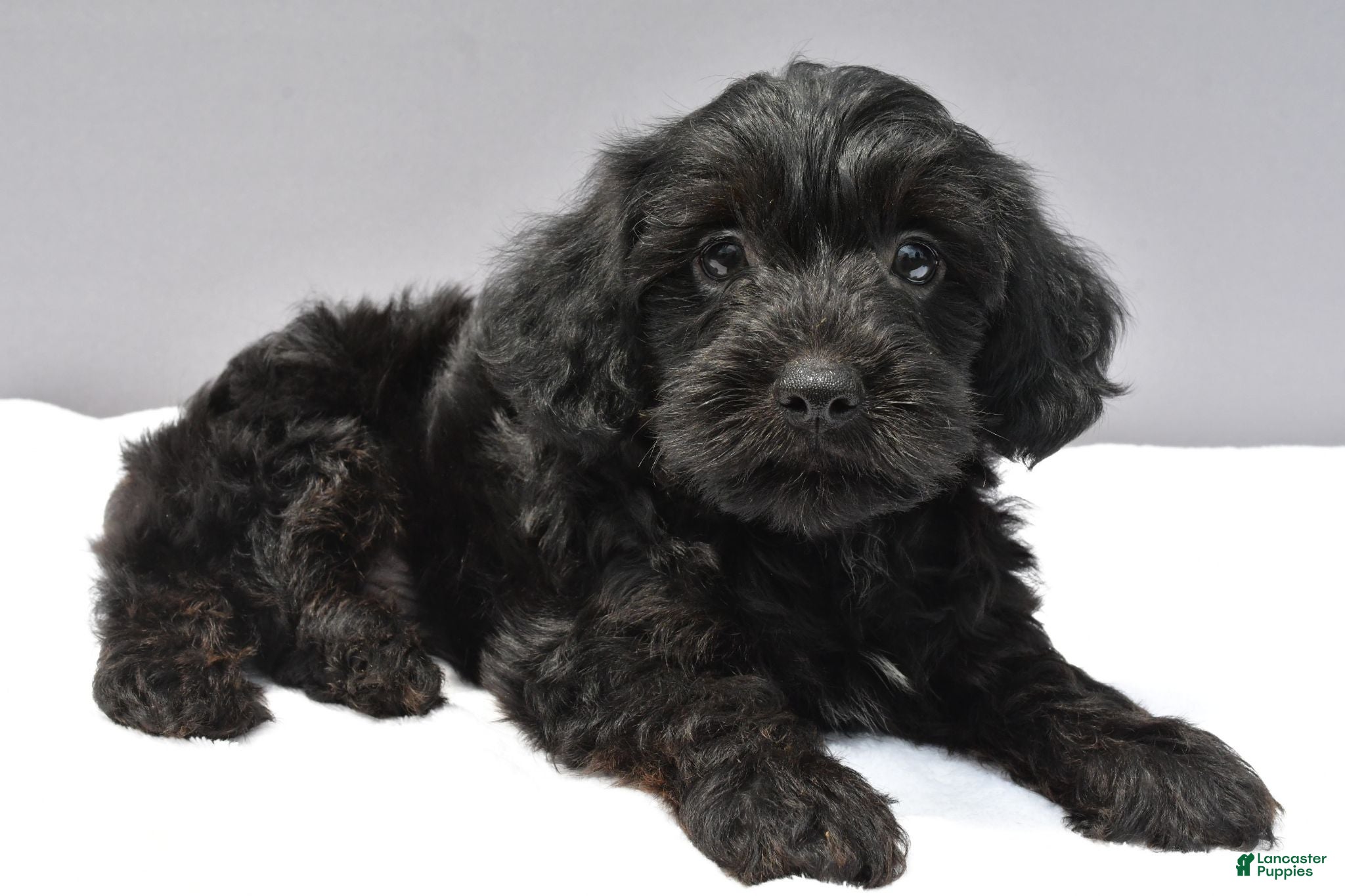 Yorkiepoo dogs Smokey - Ad 2