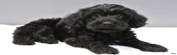 Yorkiepoo dogs for sale: Smokey - Ad 2