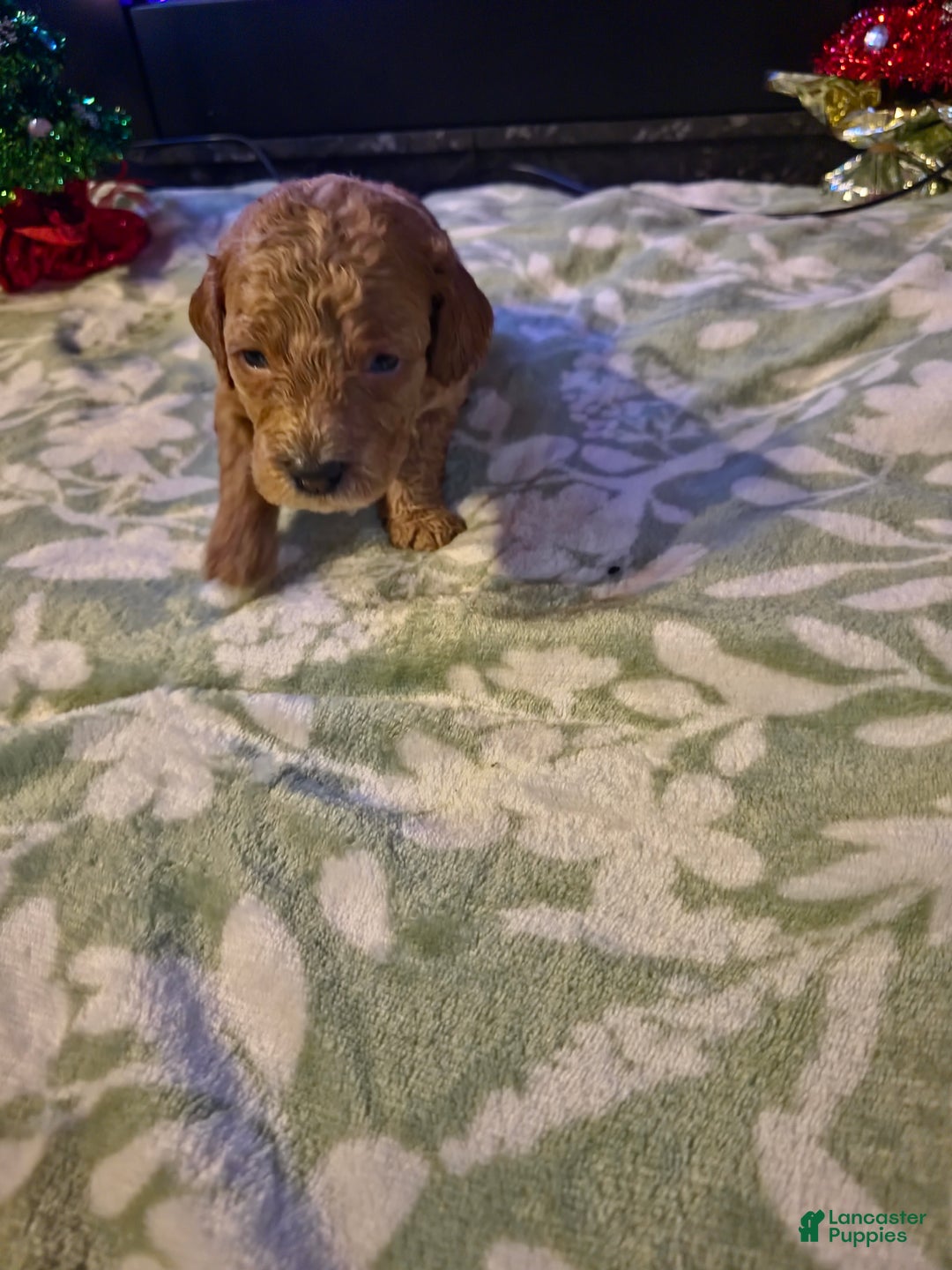 Mini Goldendoodle dogs for sale: Bella - Ad 16