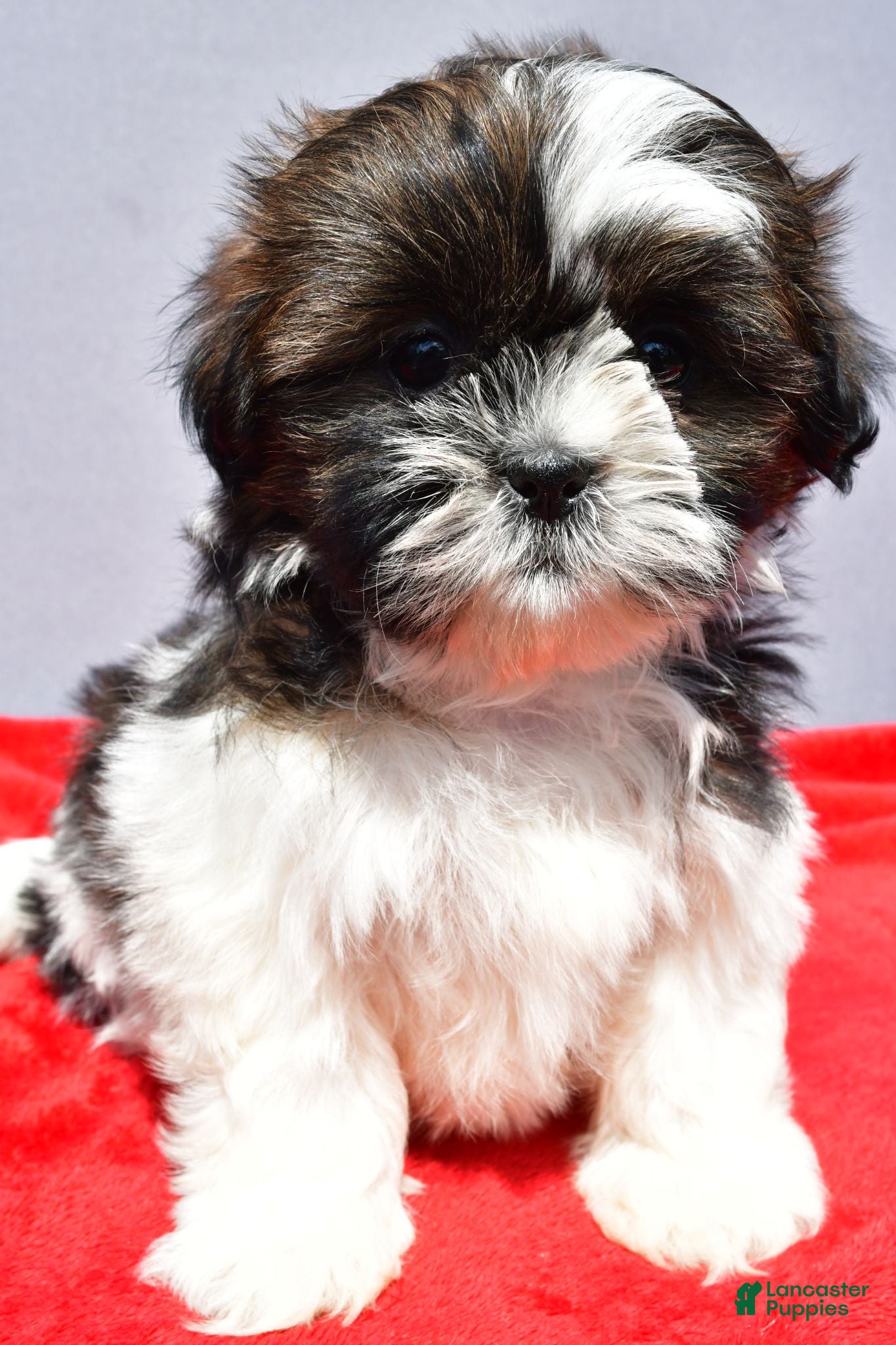 Shih Tzu dogs Milly - Ad 1