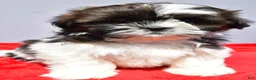 Shih Tzu dogs for sale: Milly - Ad 6