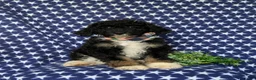 Mini Bernedoodle dogs for sale: Quincey Hypoallergenic - Ad 1