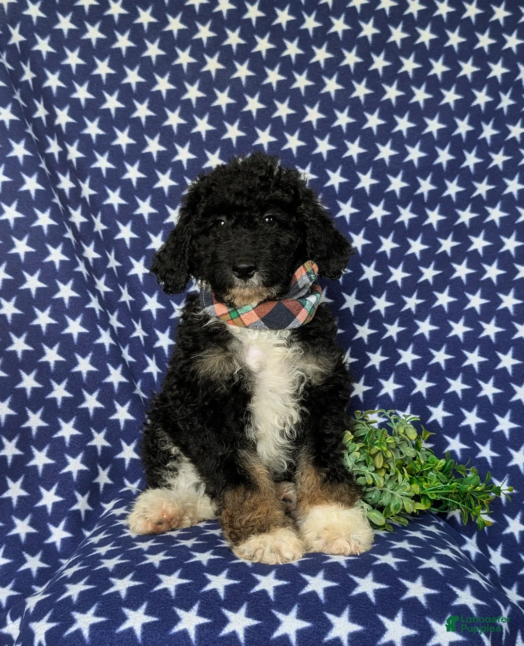 Mini Bernedoodle dogs for sale: Quincey Hypoallergenic - Ad 1
