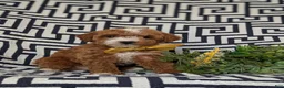 Lhasapoo dogs for sale: Delaney Hypoallergenic - Ad 3