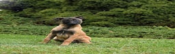 Belgian Malinois dogs for sale: Pearl  - Ad 7
