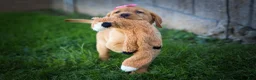 Labrador Retriever dogs for sale: NICKI - Ad 5