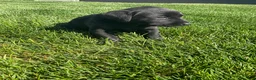 Labrador Retriever dogs for sale: Roxy - Ad 5