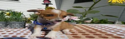 Jack Chi dogs for sale: Jack Chi 1 Tony - Ad 2
