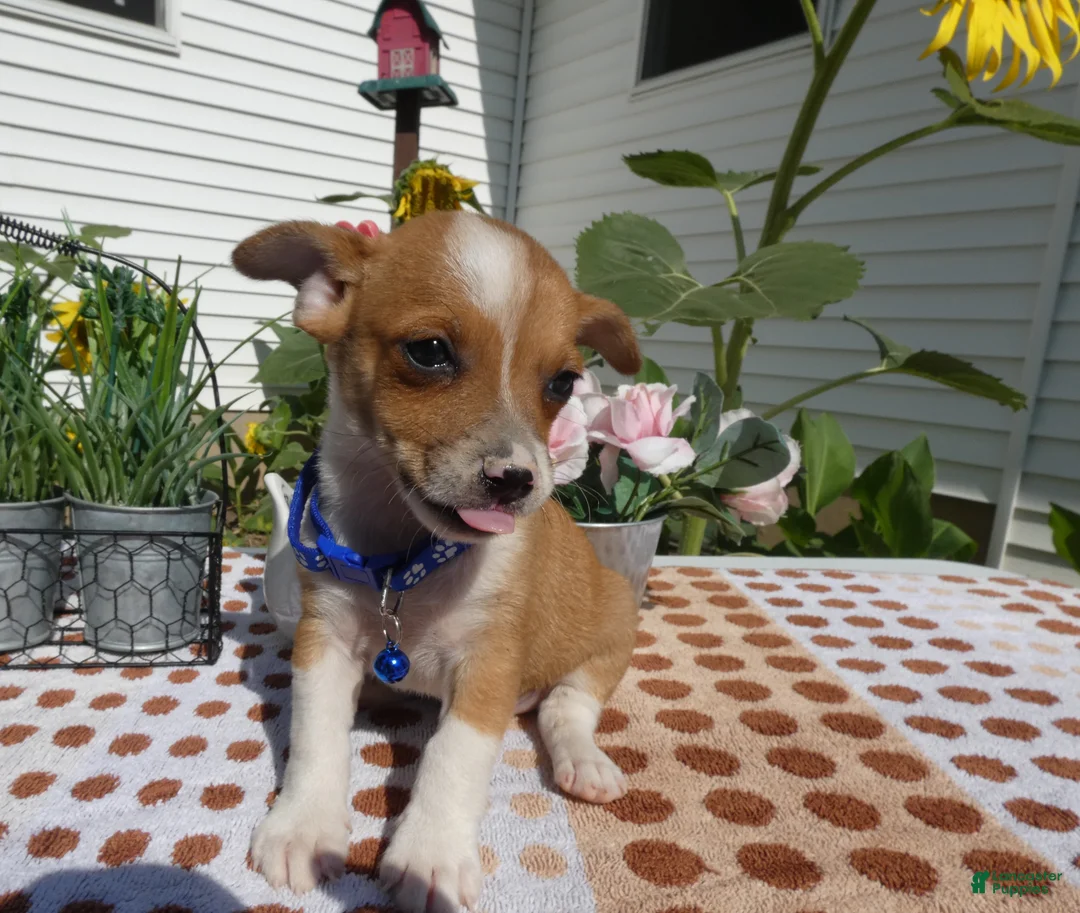 Jack Chi dogs for sale: Jack Chi 1 Tony - Ad 2