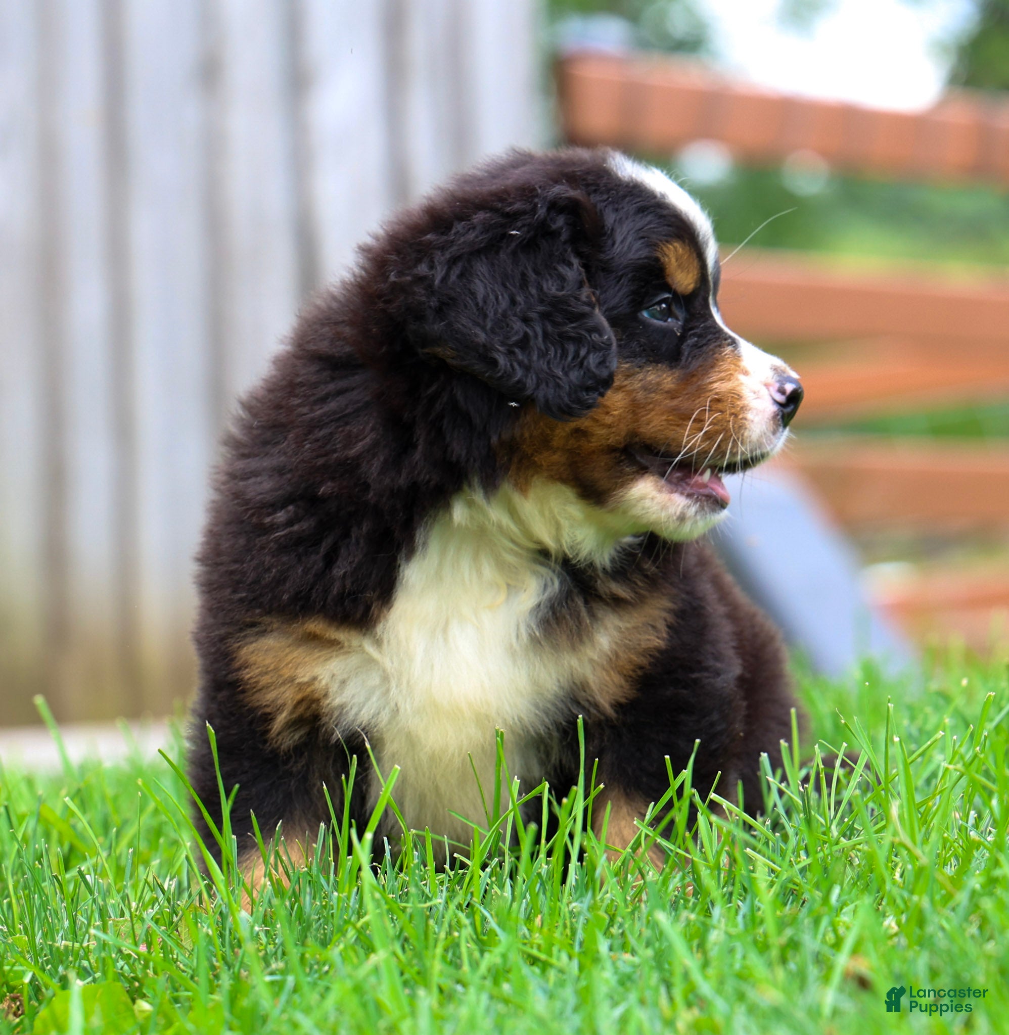 Bernese Mountain Dog dogs Sawyer - Ad 2