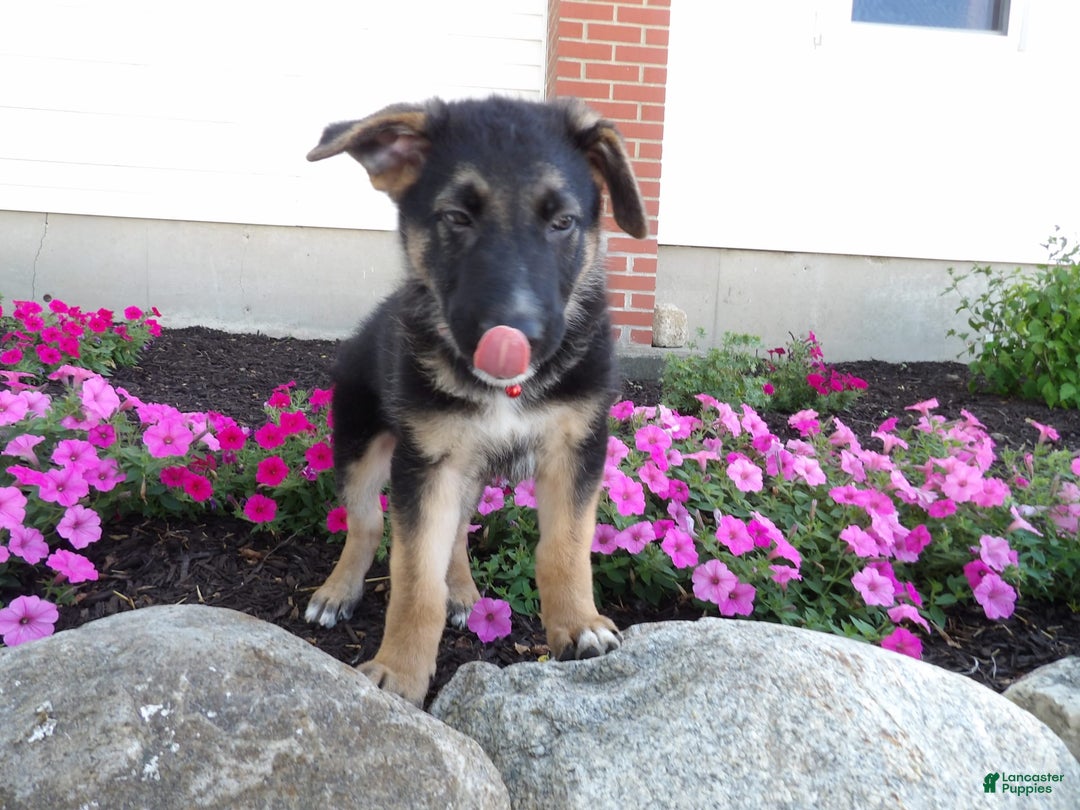 Gallery Image {{count}}