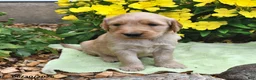 Goldendoodle dogs for sale: Lollipop - Ad 3