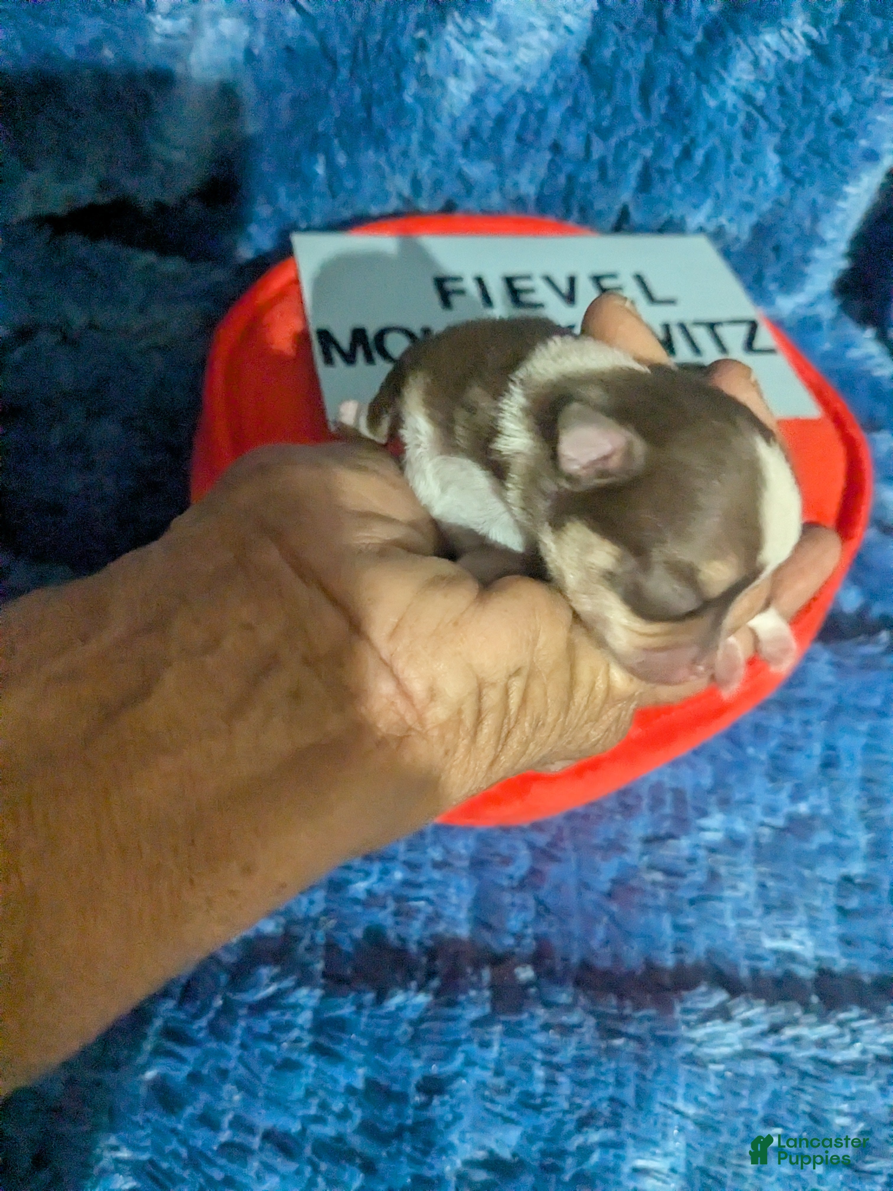 Chihuahua dogs for sale: Fievel Mousekowitz    - Ad 4