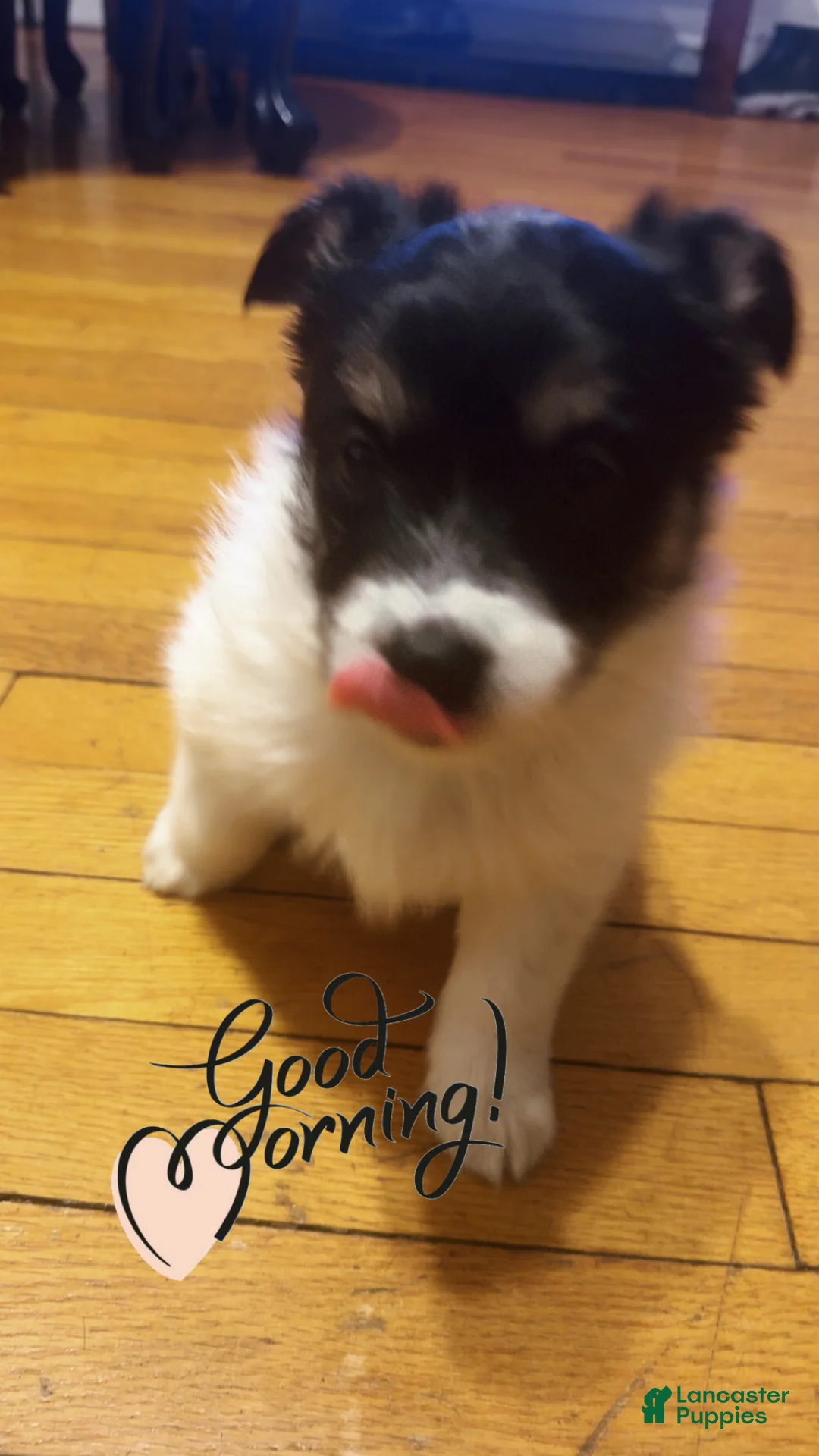 Mixed Breed dogs for sale: Oreo - Ad 6