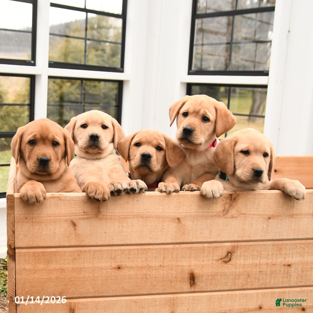 Labrador Retriever dogs for sale: Lucy - Ad 5