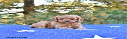 Cavapoo dogs for sale: Bella   - Ad 3