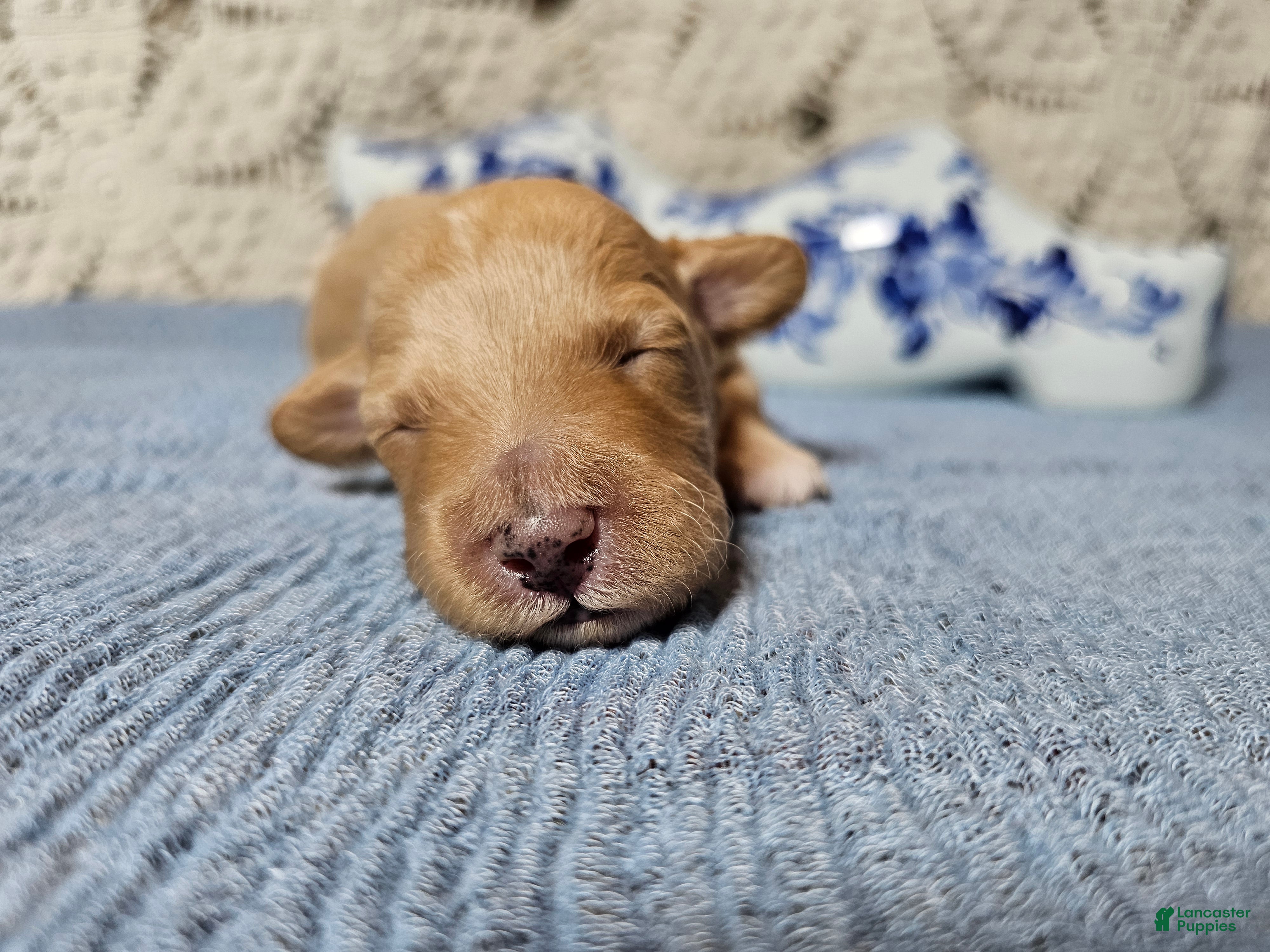 Mini Goldendoodle dogs Tarragon - Ad 1