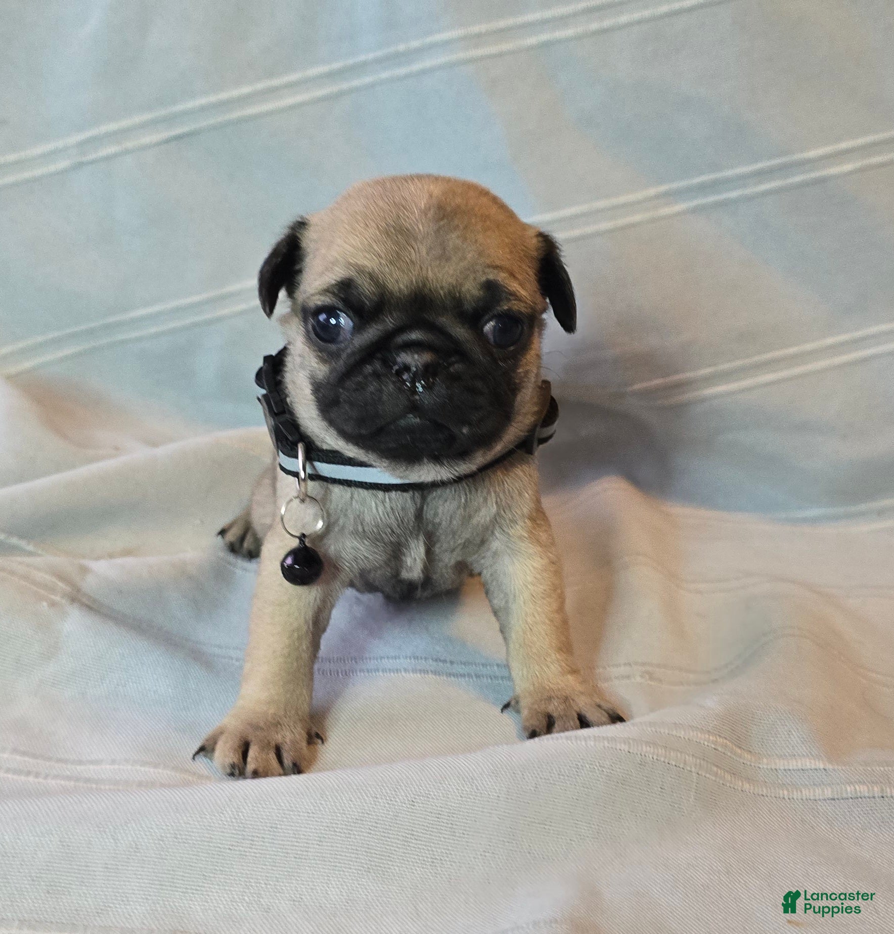Pug dogs Fannie - Ad 32