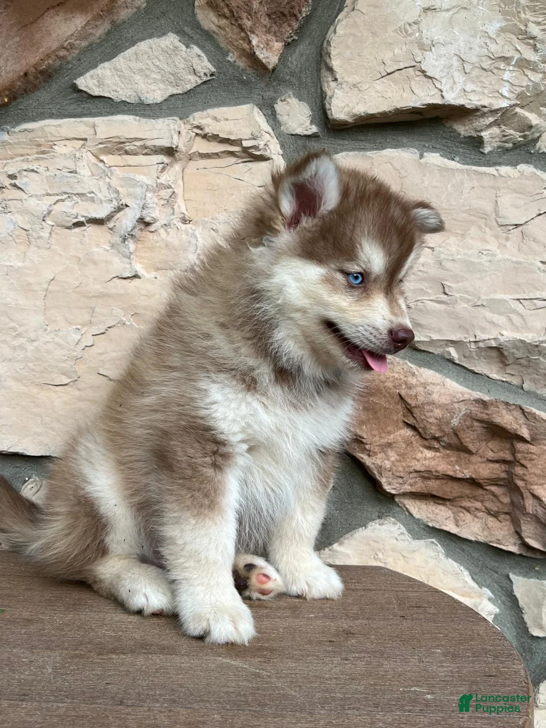 Pomsky dogs for sale: Zack - Ad 2