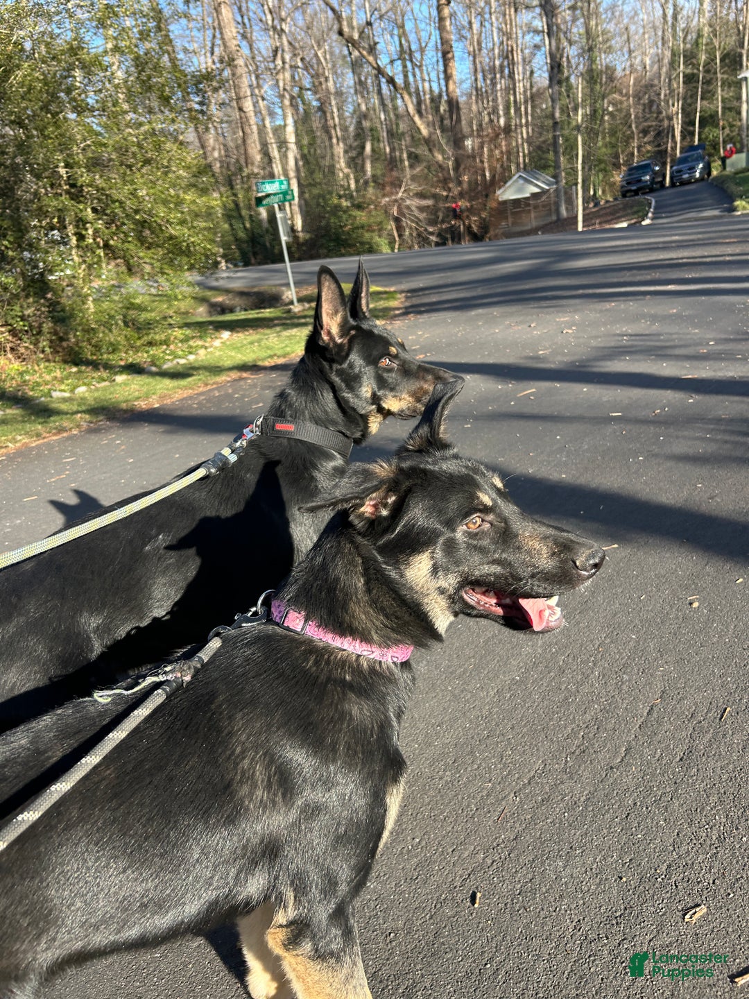 Mixed Breed dogs for sale: Puppy 1 - Ad 4