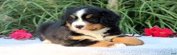 Bernese Mountain Dog dogs for sale: Laura AKC - Ad 1
