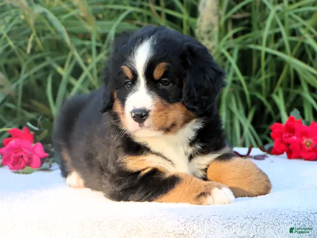 Bernese Mountain Dog dogs Laura AKC - Ad 1