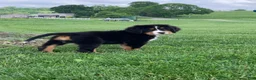 Bernese Mountain Dog dogs for sale: Pluto - Ad 3