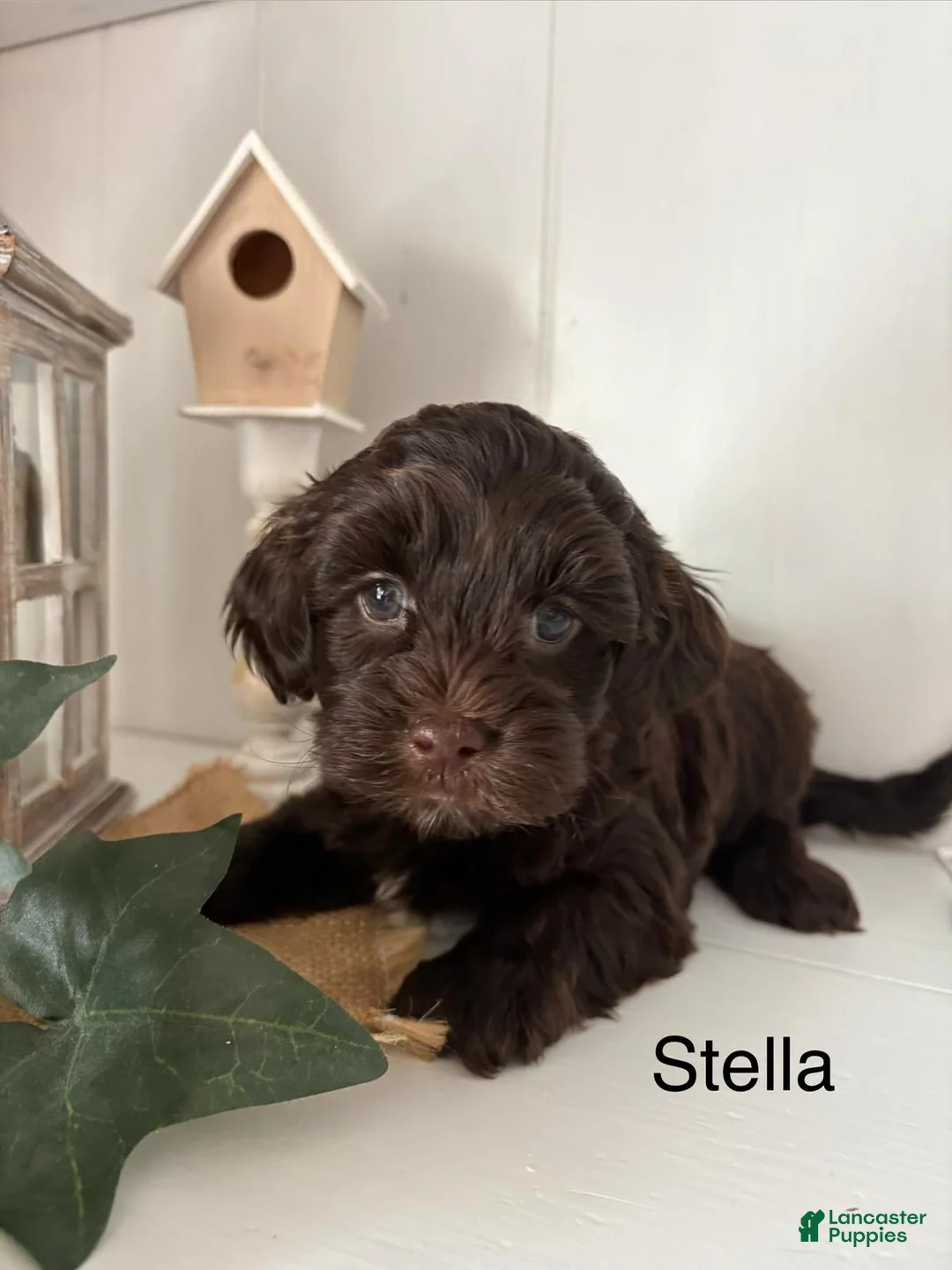 Yorkiepoo dogs for sale: Stella - Ad 2