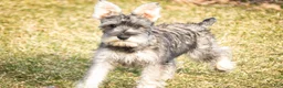 Miniature Schnauzer dogs for sale: Maggie - Ad 5