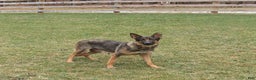 German Shepherd dogs for sale: Heidi - Ad 6