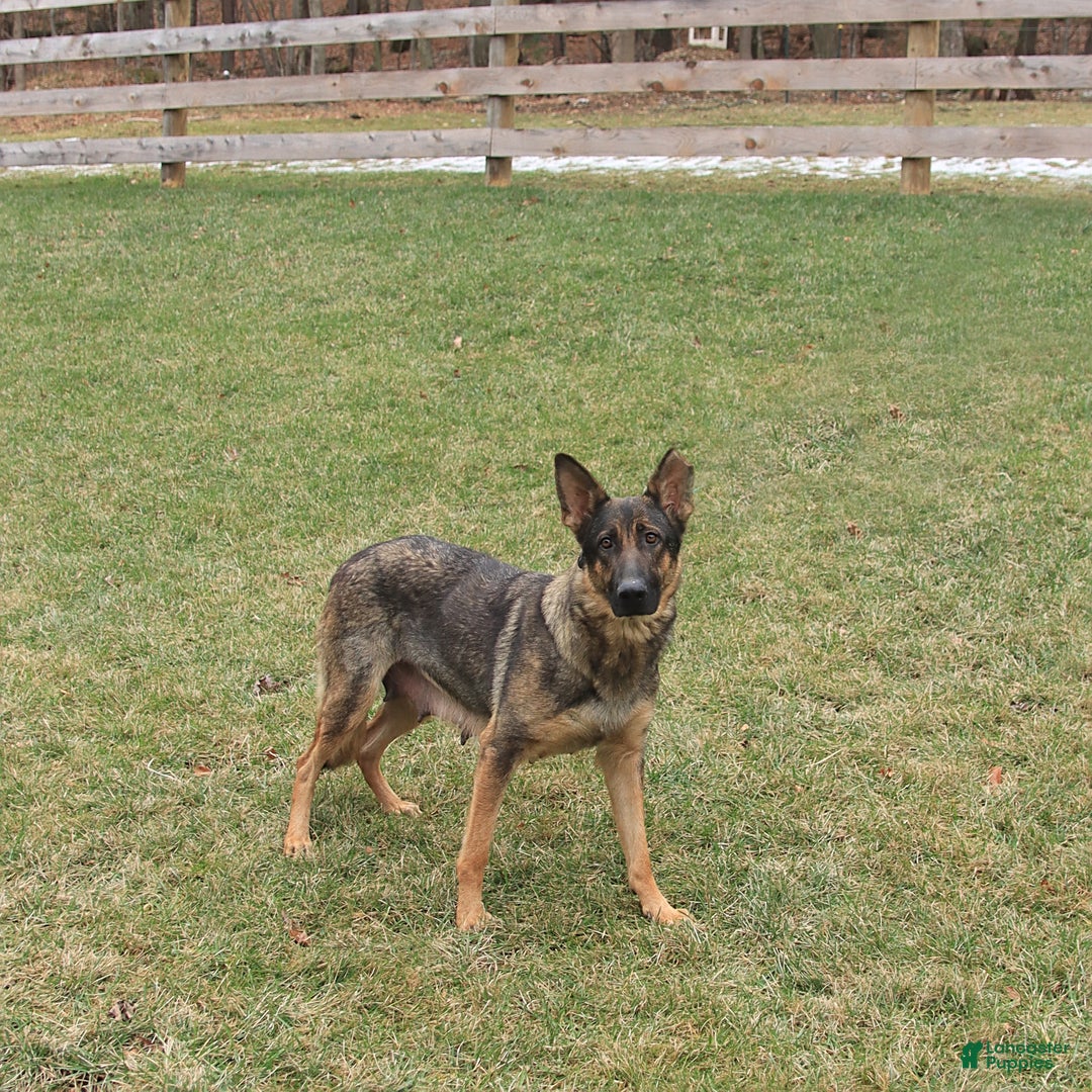 German Shepherd dogs for sale: Heidi - Ad 6