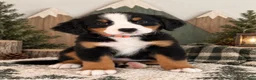 Bernese Mountain Dog dogs for sale: Sierra - Orange Girl - Ad 2