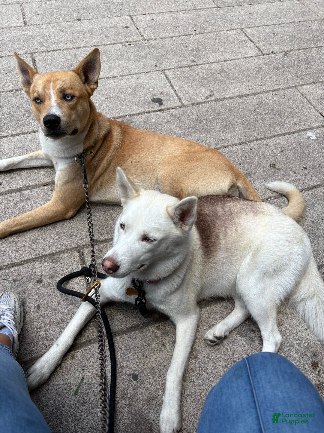 Gallery Image {{count}}